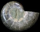 Wide Polished Ammonite 'Dish' #33869-1
